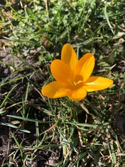 Crocus chrysanthus