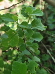 Dombeya rotundifolia