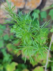 Asparagus falcatus