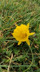 Narcissus obesus