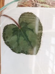 Cyclamen