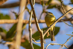 Myiopagis viridicata
