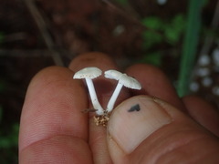 Termitomyces microcarpus