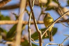 Myiopagis viridicata