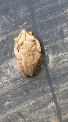 Polypedates megacephalus