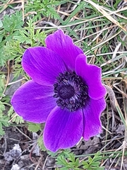 Anemone