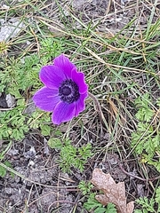 Anemone