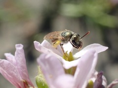 Lasioglossum pseudoleptocephalum
