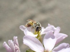 Lasioglossum pseudoleptocephalum
