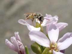 Lasioglossum pseudoleptocephalum