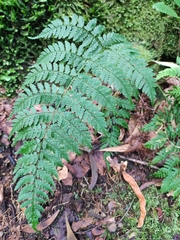 Dryopteris guanchica