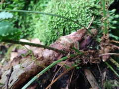 Dryopteris guanchica