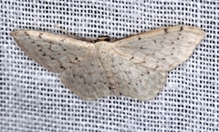 Idaea philocosma
