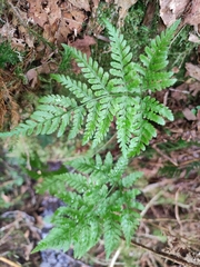 Dryopteris carthusiana