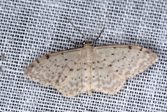 Idaea philocosma