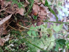 Dryopteris carthusiana