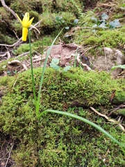 Narcissus cyclamineus