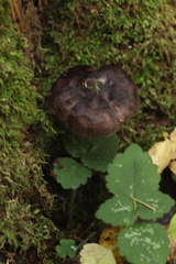 Pluteus podospileus