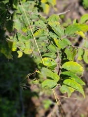 Celtis africana
