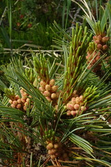 Pinus pumila