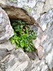 Asplenium billotii
