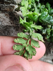 Asplenium billotii