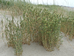 Crucianella maritima