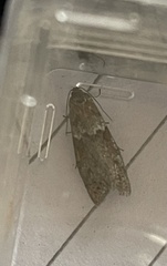 Tortricodes alternella