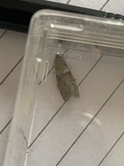 Tortricodes alternella