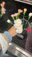 Dianthus caryophyllus