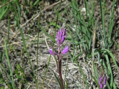 Polygala cretacea