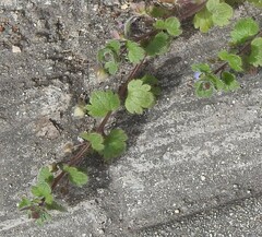 Veronica hederifolia