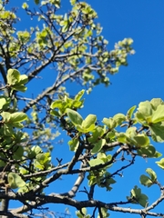 Dombeya rotundifolia