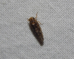 Scaphoideus omani