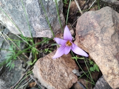 Romulea bulbocodium