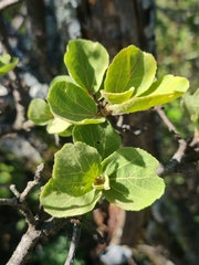 Dombeya rotundifolia