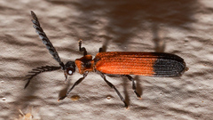 Cladophorus cinctus