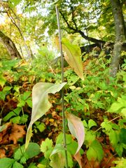 Turritis glabra