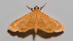 Notarcha