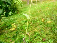 Turritis glabra