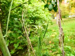 Turritis glabra