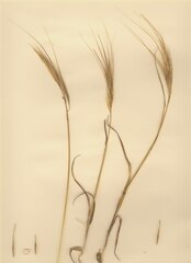 Bromus rigidus