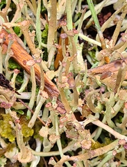 Cladonia maxima