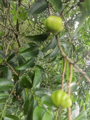 Sclerocroton