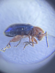 Syphrea flavicollis