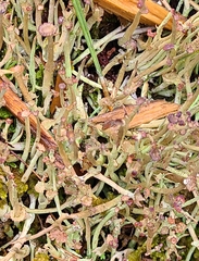 Cladonia maxima