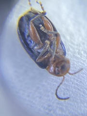 Syphrea flavicollis