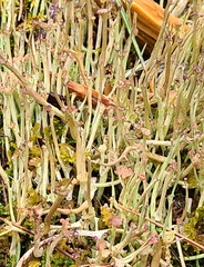 Cladonia maxima