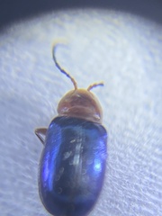 Syphrea flavicollis