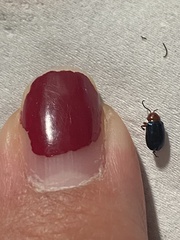 Syphrea flavicollis